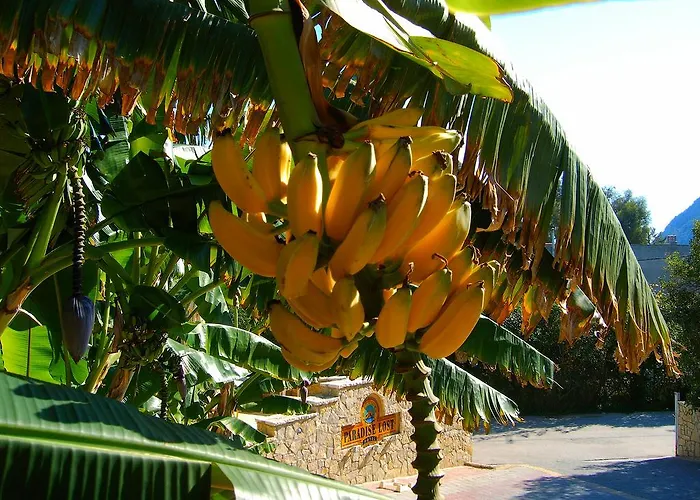 Paradise Lost 3* Τολό